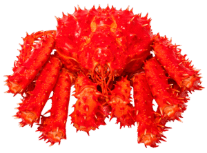 Red Alaskan King